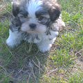 shih tzu x maltezer