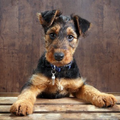 airedale terrier pup