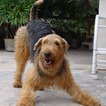airedale terrier spelen