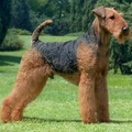 airedale terrier