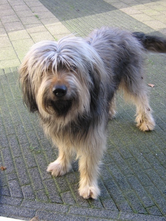 Catelaanse Herdershond