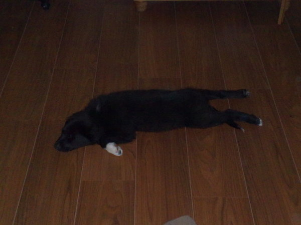 ons nieuwe vloerkleedje