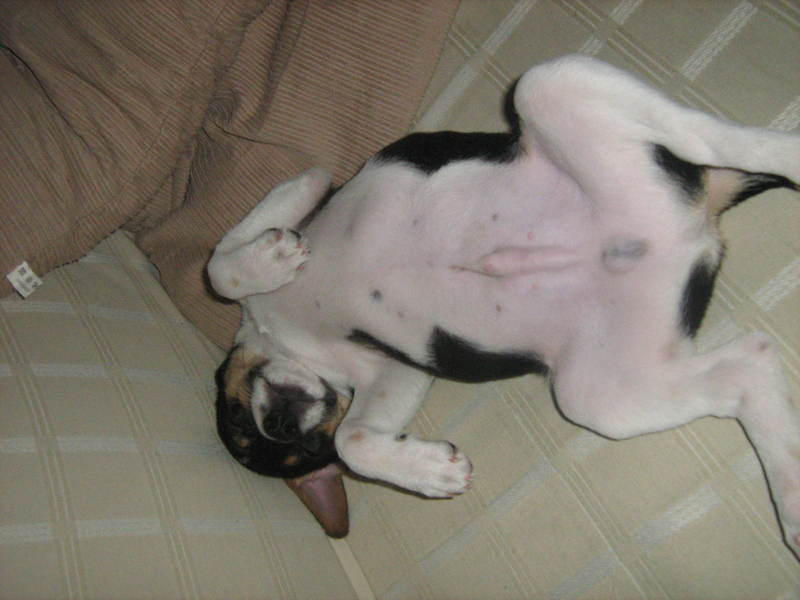 skay  ligt op kussen