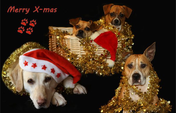 lotte thyson brutus angel