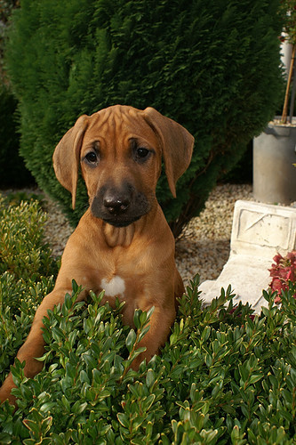 Rhodesian Ridgeback