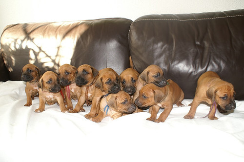Rhodesian Ridgeback