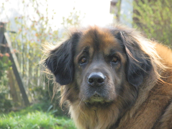 Leonberger