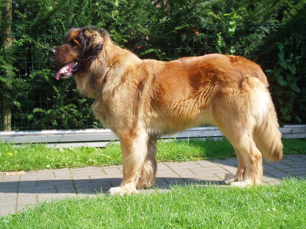 Leonberger