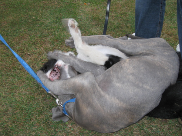 stoeien bij de hondenschool 