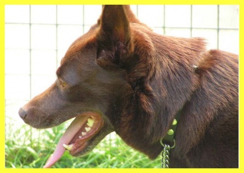 Australian Kelpie