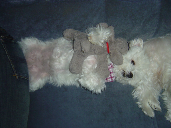 Britney in slaap gevallen met beertje