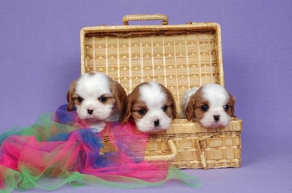 Donna met haar broertjes