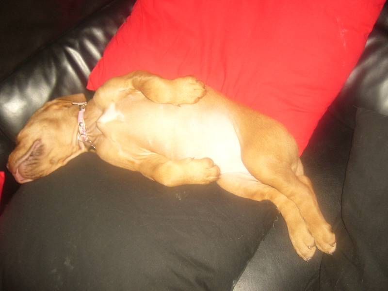 zo slaapt onze kleine bo'tje( 8weekjes) graag haha, ze weet nu al wat ze fijn vind..