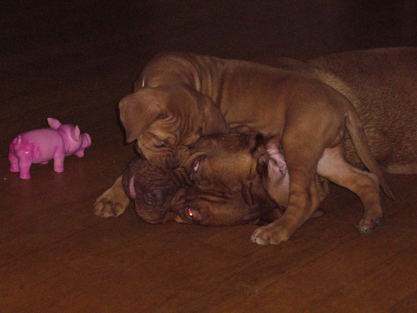 hier zie je bo en rebbel in hun favorite houding... 