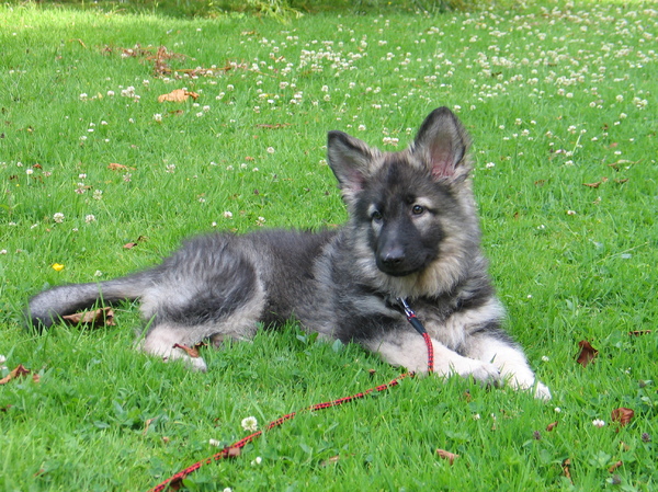 Shiloh Shepherd