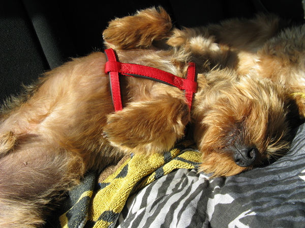 lekker leuieren p[ de achterbak!