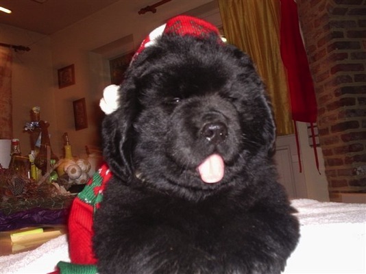 Proske in Kerstsfeer