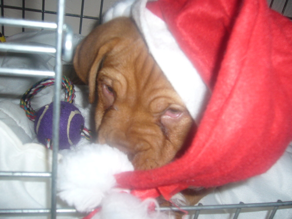 onze kleine bo als het kerstvrouwtje...