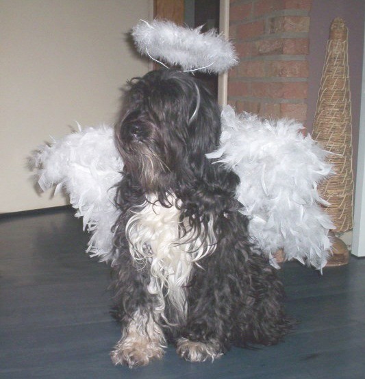 A lil' Xmas Angel...