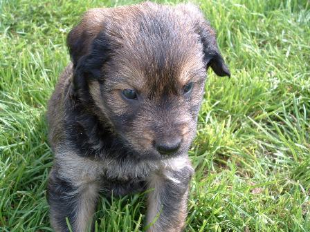 Catelaanse Herdershond