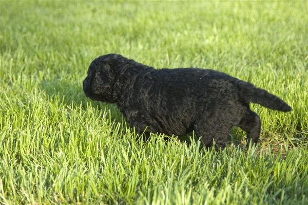 Curly Coated Retriever