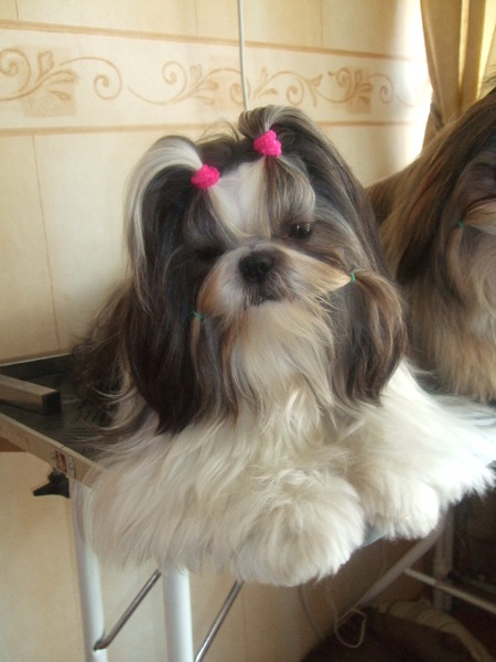 Shih Tzu