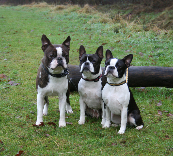Boston Terrier