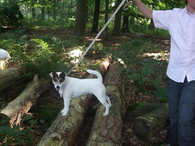 Parson Russell Terriër