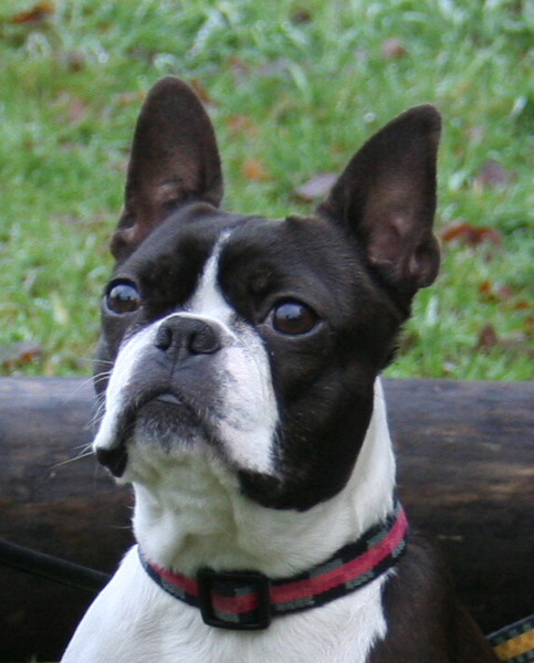 Boston Terrier