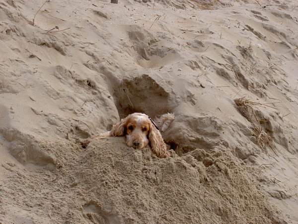 Engelse Cocker Spaniel