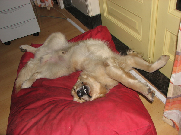 Dobby met vampier tandjes