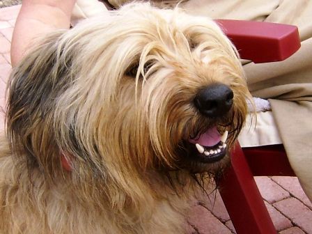 Catelaanse Herdershond