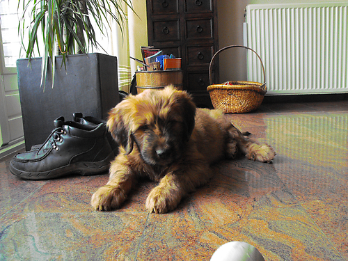 Briard