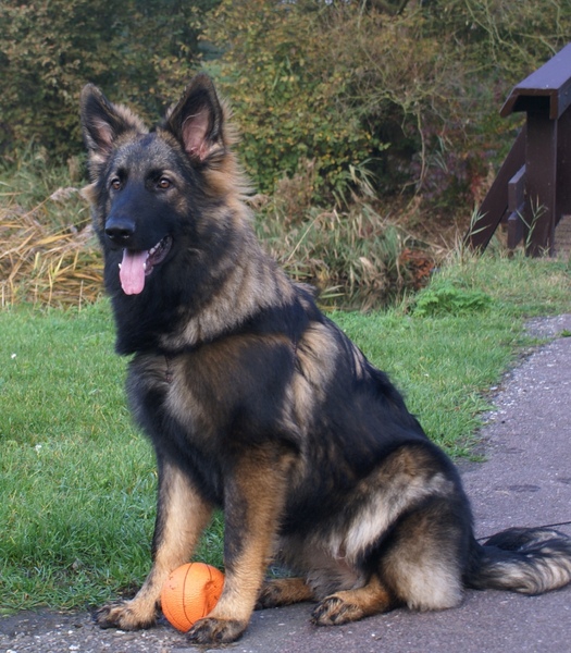 Honden foto Oud Duitse Herdershond