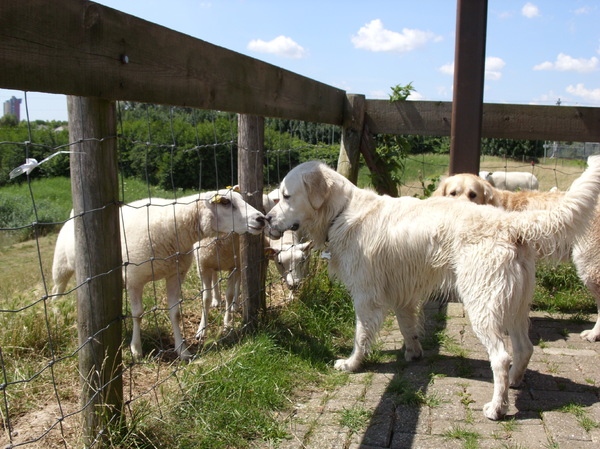 Kaj neus aan neus met een schaap