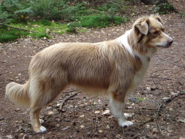 Australian Shepherd