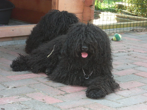 Puli