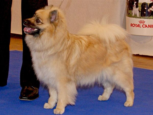 Keeshond, Middenslag
