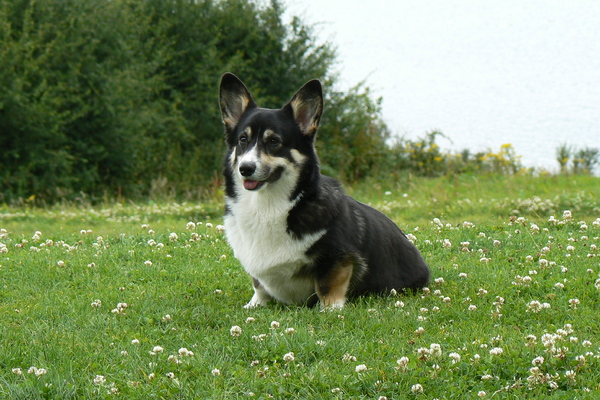 Welsh Corgi Pembroke