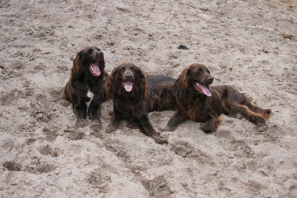 Duitse Staande Hond, Langhaar