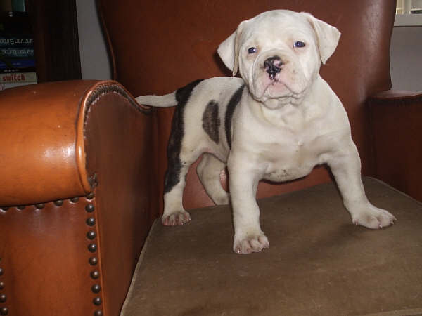 hoezo niet stoer????