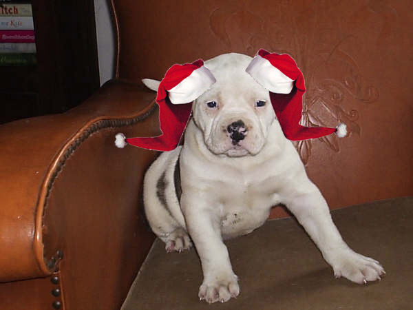 pffffff ik ga nog wat beleven in dit honde leven