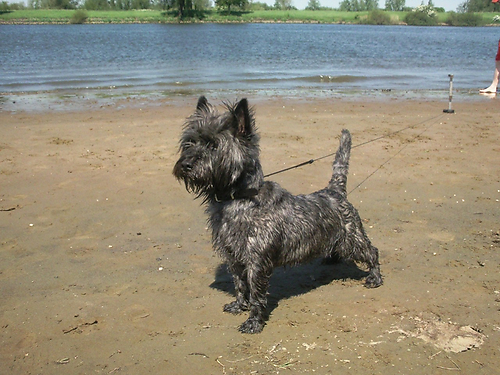 Cairn Terrier