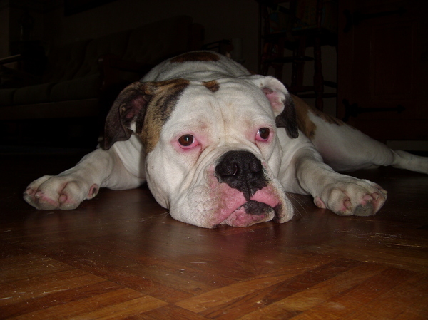 Nou nou hard gewerkt hoor, bentley is uit zijn bench getijgert