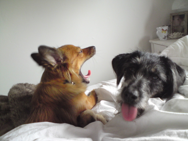 vermoeiend zo saampjes op bed liggen.....