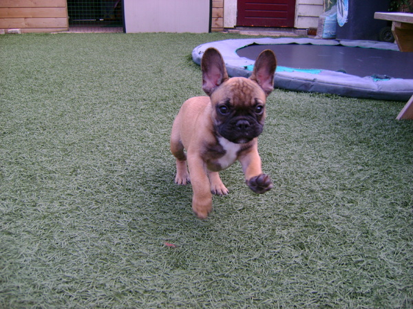 De Dumbo onder de Franse Bulldogs.