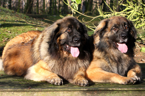 Leonberger