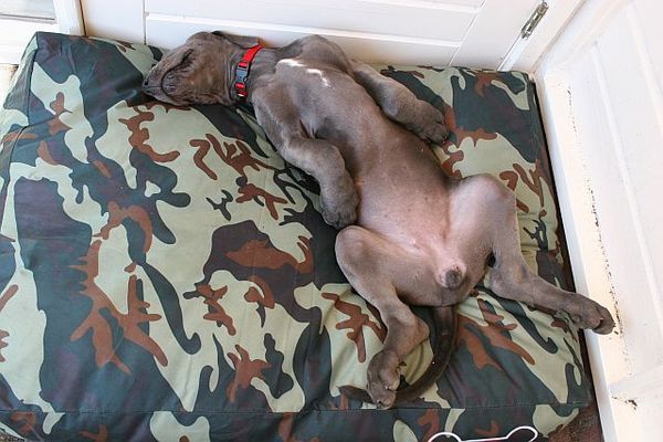 xziva Duitse Dog pup