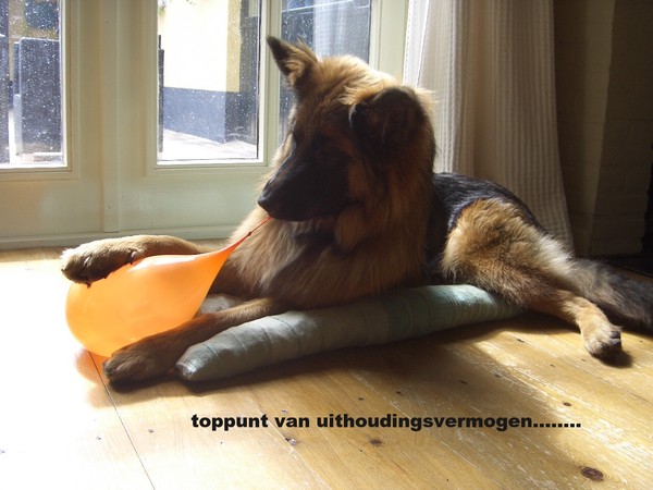 Oud Duitse Herdershond