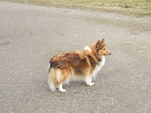 Sheltie